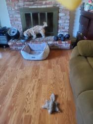 Lost Male Dog last seen Collage, Santa Rosa, CA 95401