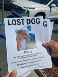 Lost Female Dog last seen Ash North and Half Moon, Bakersfield, CA 93309