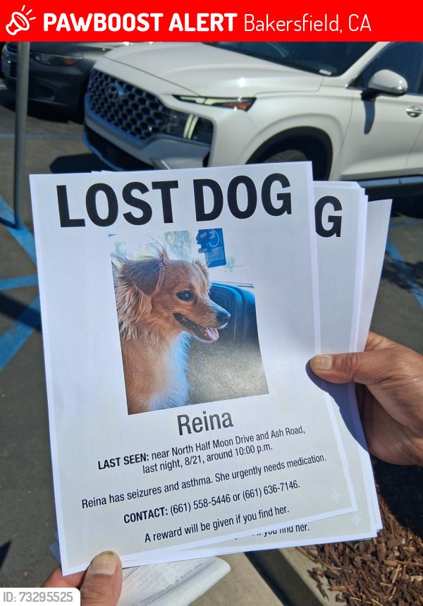 Lost Female Dog last seen Ash North and Half Moon, Bakersfield, CA 93309