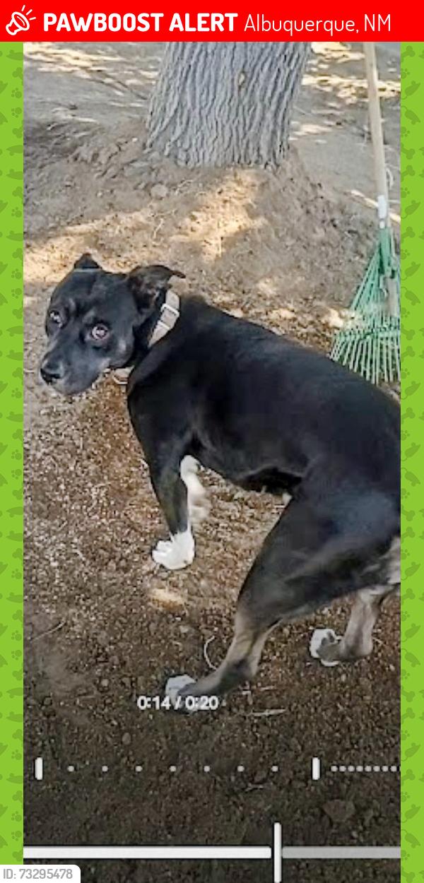 Lost Female Dog last seen Jefferson and menaul by Mac's Steak in the Rough, Albuquerque, NM 87110