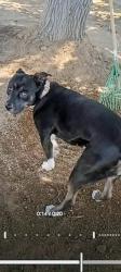 Lost Female Dog last seen Jefferson and menaul by Mac's Steak in the Rough, Albuquerque, NM 87110