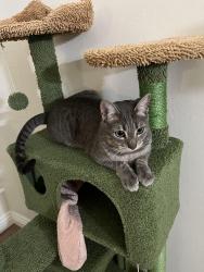 Reunited Male Cat last seen Morse Ave, Sunnyvale, CA 94085