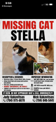 Lost Female Cat last seen My Holly Road, Charlotte, NC 28214
