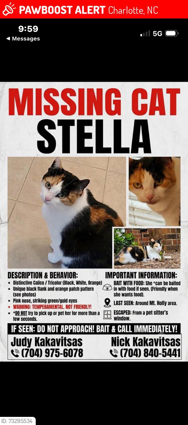 Lost Female Cat last seen My Holly Road, Charlotte, NC 28214