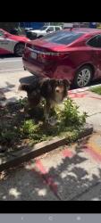 Reunited Male Dog last seen Harriet Tubman Elementary School, Washington, DC 20010