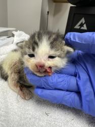 Shelter Stray Female Cat last seen Near 76TH ST, City of Sacramento, CA, 6201 Florin Perkins Rd, Sacramento, CA 95828, USA