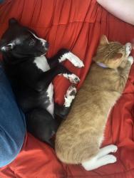 Lost Female Dog last seen River Cove Trail, Joseph Creek, North Clinton, Fort Wayne, IN 46825