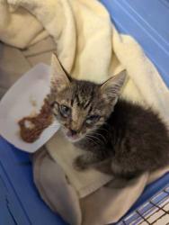 Shelter Stray Male Cat last seen Paseo & Emanuel Cleaver II Blvd, 64110, MO, 7077 Elmwood Ave, Kansas City, MO 64132, USA