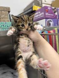 Shelter Stray Female Cat last seen E Linwood Kansas city mo, 64128, MO, 7077 Elmwood Ave, Kansas City, MO 64132, USA