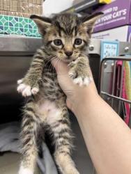Shelter Stray Female Cat last seen E Linwood Kansas city mo, 64128, MO, 7077 Elmwood Ave, Kansas City, MO 64132, USA