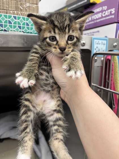 Shelter Stray Female Cat last seen E Linwood Kansas city mo, 64128, MO, 7077 Elmwood Ave, Kansas City, MO 64132, USA