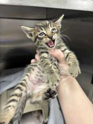 Shelter Stray Male Cat last seen E Linwood Kansas city mo, 64128, MO, 7077 Elmwood Ave, Kansas City, MO 64132, USA