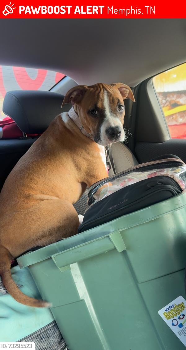 Lost Female Dog last seen dellwood ave and N watkins st, Memphis, TN 38127