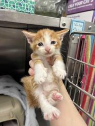 Shelter Stray Male Cat last seen E Linwood Kansas city mo, 64128, MO, 7077 Elmwood Ave, Kansas City, MO 64132, USA
