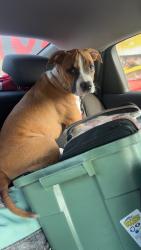 Lost Female Dog last seen dellwood ave and N watkins st, Memphis, TN 38127