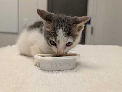 Shelter Stray Male Cat last seen Near Independence Ave, 64124, 64124, MO, 7077 Elmwood Ave, Kansas City, MO 64132, USA