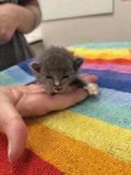 Shelter Stray Female Cat last seen Near NW 70th St, 64151, 64101, MO, 7077 Elmwood Ave, Kansas City, MO 64132, USA