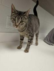 Shelter Stray Female Cat last seen N Plaza Ave and N Belleview Ave, 64118, MO, 7077 Elmwood Ave, Kansas City, MO 64132, USA