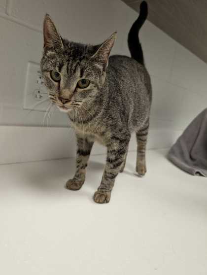 Shelter Stray Female Cat last seen N Plaza Ave and N Belleview Ave, 64118, MO, 7077 Elmwood Ave, Kansas City, MO 64132, USA