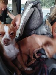 Reunited Female Dog last seen By 711, Sacramento, CA 95832