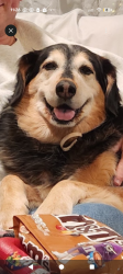 Reunited Male Dog last seen Grace lane, Tyrone, PA 16686