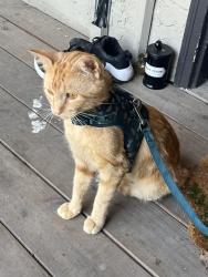 Reunited Male Cat last seen Holmes and 100th terrace, Kansas City, MO 64131