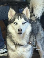 Reunited Female Dog last seen Chamberlin Ave, Stratmoor, CO 80906