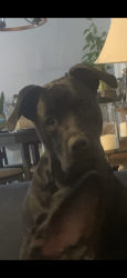Lost Male Dog last seen 31st and Seneca, Wichita, KS 67217