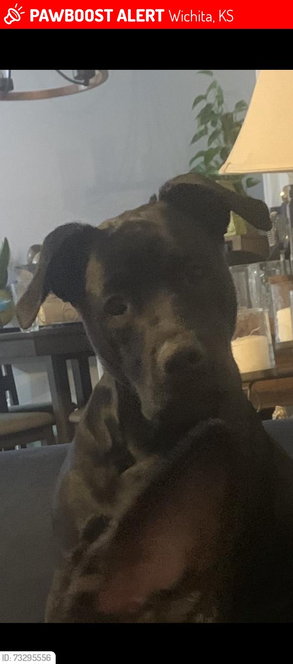 Lost Male Dog last seen 31st and Seneca, Wichita, KS 67217