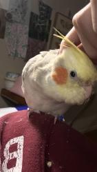 Lost Female Bird last seen Brushglen, San Jose, CA 95133