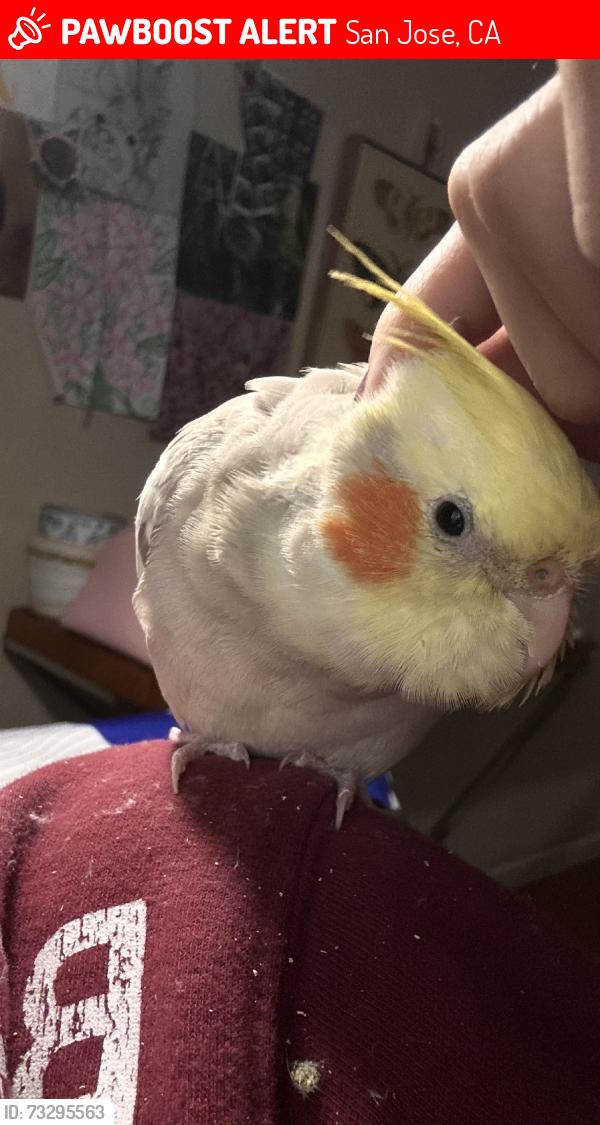 Lost Female Bird last seen Brushglen, San Jose, CA 95133