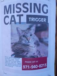 Lost Male Cat last seen SW 74th ave / SW spruce st., Tigard, OR 97223