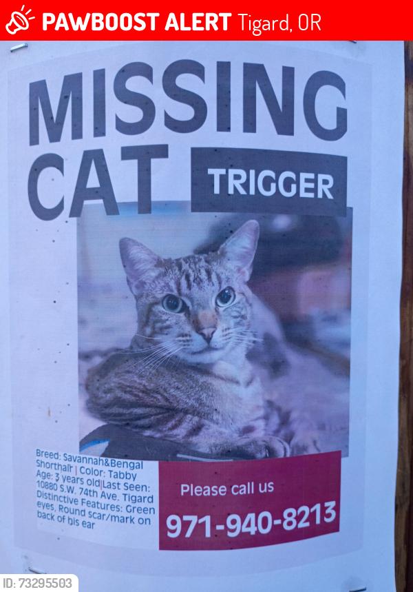 Lost Male Cat last seen SW 74th ave / SW spruce st., Tigard, OR 97223