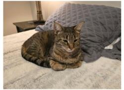 Reunited Female Cat last seen Webster Rd & Somerset, Bath, MI 48808