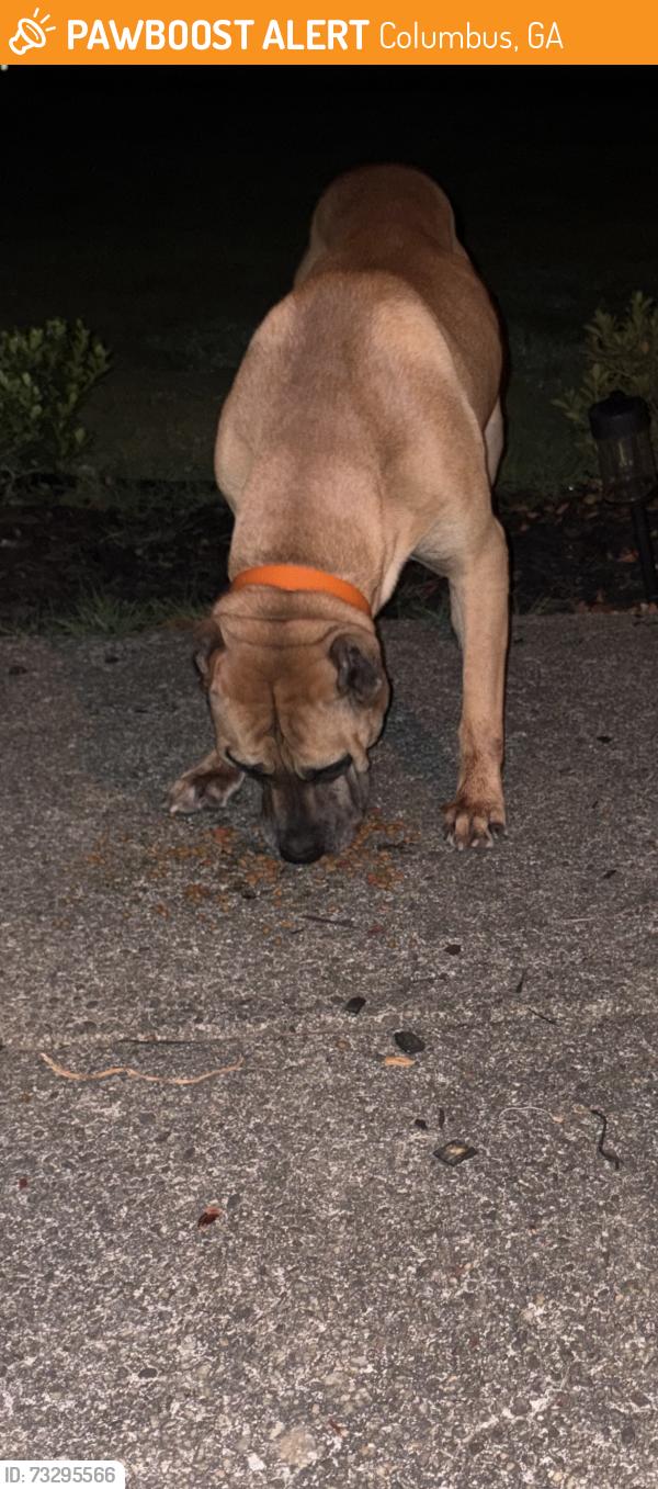 Found/Stray Male Dog last seen Brookview, Columbus, GA 31907