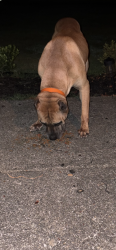 Found/Stray Male Dog last seen Brookview, Columbus, GA 31907