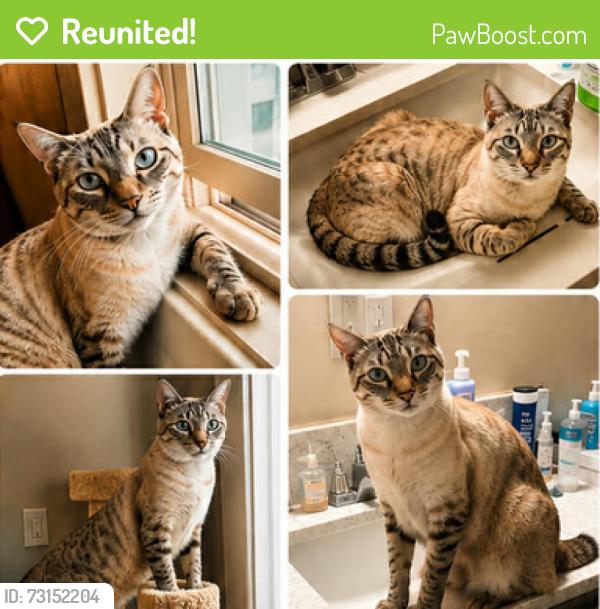 Reunited Male Cat last seen Near Shoreline, Mill Valley, Mill Valley, CA 94941