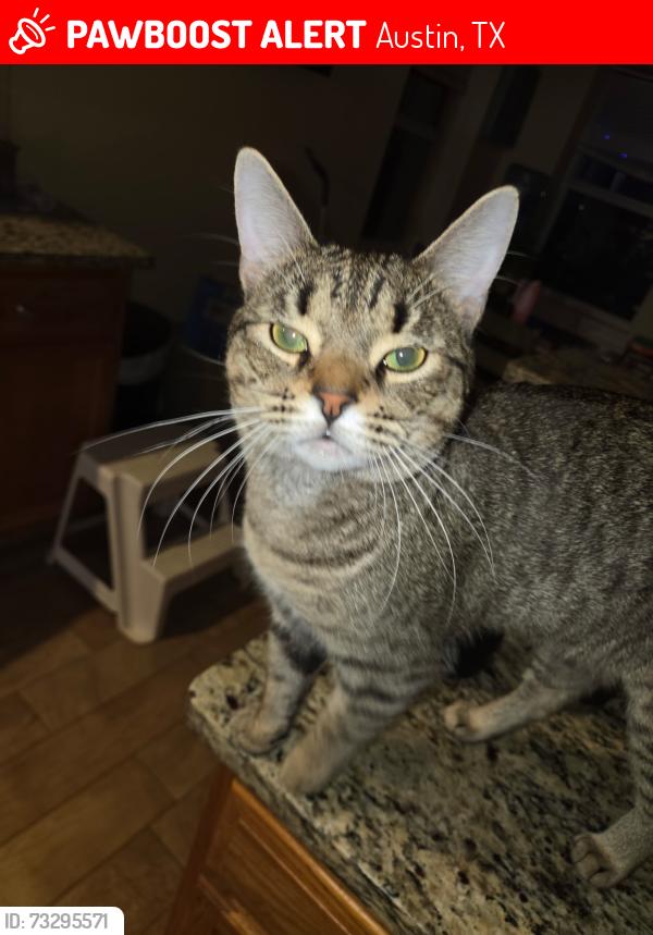 Lost Male Cat last seen Thistle hill way / farmhaven, Austin, TX 78754