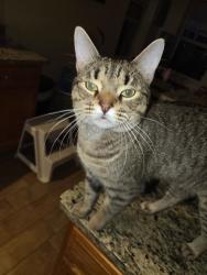 Lost Male Cat last seen Thistle hill way / farmhaven, Austin, TX 78754