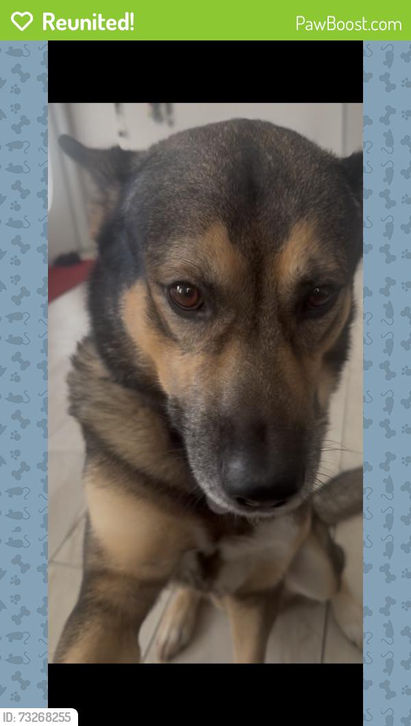 Reunited Male Dog last seen santander, Port St. Lucie, FL 34953