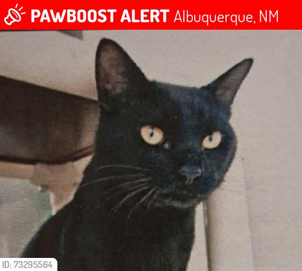 Lost Male Cat last seen Rice and Rio Grande, Albuquerque, NM 87104