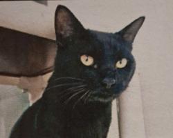 Lost Male Cat last seen Rice and Rio Grande, Albuquerque, NM 87104