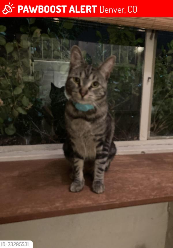 Lost Female Cat last seen Harvard Gulch Park, Denver, CO 80210