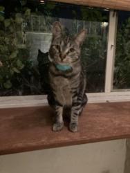 Lost Female Cat last seen Harvard Gulch Park, Denver, CO 80210