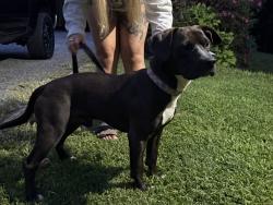 Reunited Male Dog last seen Duck Creek Rd, Caldwell County, NC 28645