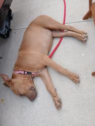 Reunited Female Dog last seen Farmers Market, Pharr, TX 78577