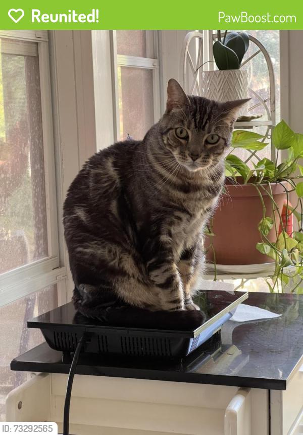 Reunited Male Cat last seen In the Sugarloaf Park neighborhood off of Meadow Church Rd, Duluth, GA 30097