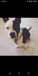 Lost Male Dog last seen Stanley market, Aurora, CO 80010