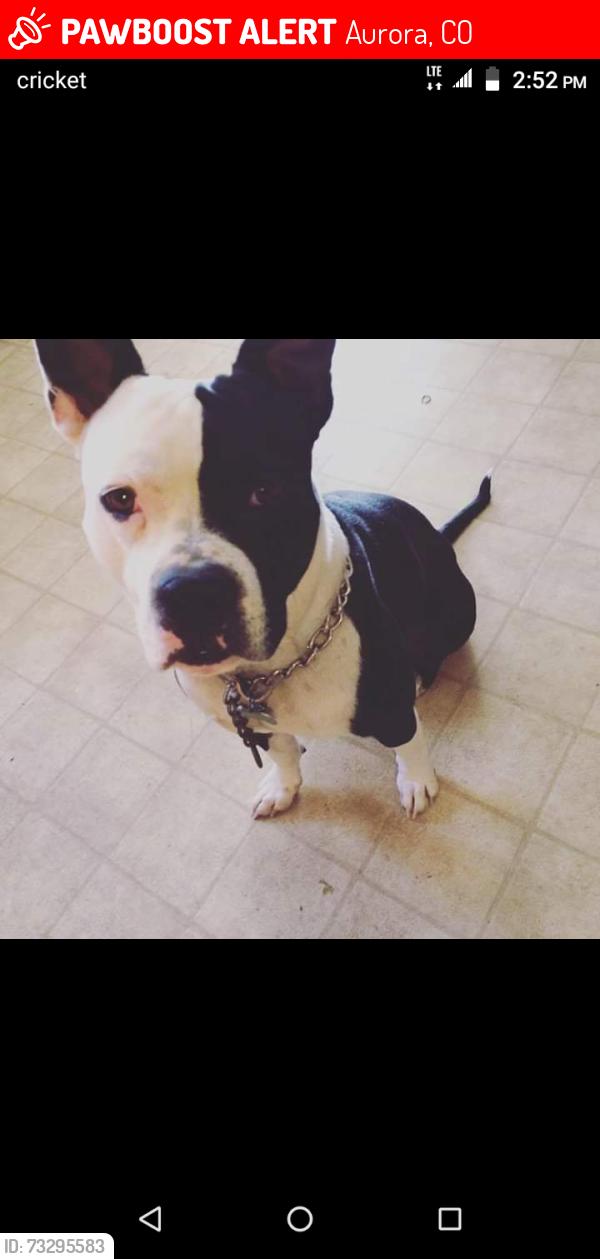 Lost Male Dog last seen Stanley market, Aurora, CO 80010