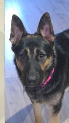 Reunited Female Dog last seen Jones Road Diamond, OH, Diamond, OH 44412